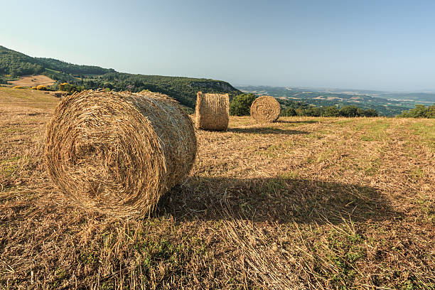 istock Round straw bales in Tuscany. Summer. Italy. 588604494