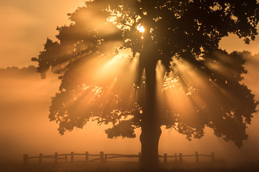 Oak tree caught in the morning light with early morning fog in Richmond Park