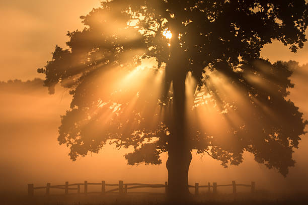 Oak Tree at dawn stock photo