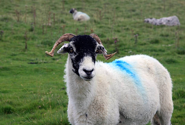 istock Sheep with blue paint on wool in a field 588605098