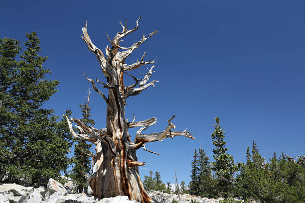 pino setolenone nel parco nazionale del grande bacino - bristlecone pine tree pine tree death foto e immagini stock