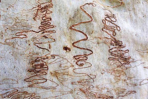 Scribbly gum Close up view of white gum tree and scribbly gum scribbly gum stock pictures, royalty-free photos & images