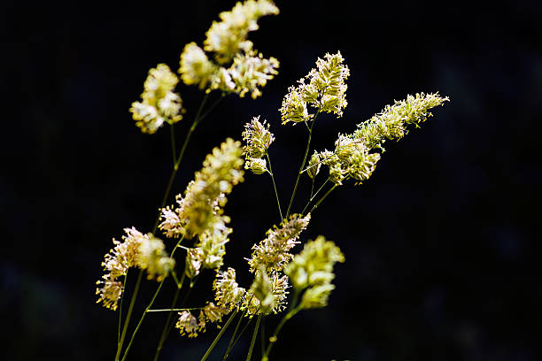 istock plant in the field 588606486