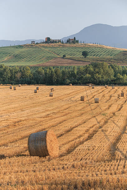 istock Round straw bales in Tuscany. Summer. Italy. 588607050