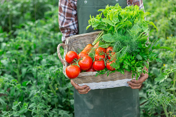 istock Farm worker carrying a crate full of raw vegetables 588607146