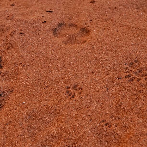 istock Backcountry Full Frame Animal Track Paw Prints, Arches, Utah 588607884