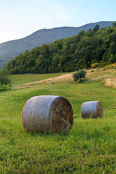 istock Round straw bales in Tuscany on sunset. 588608184