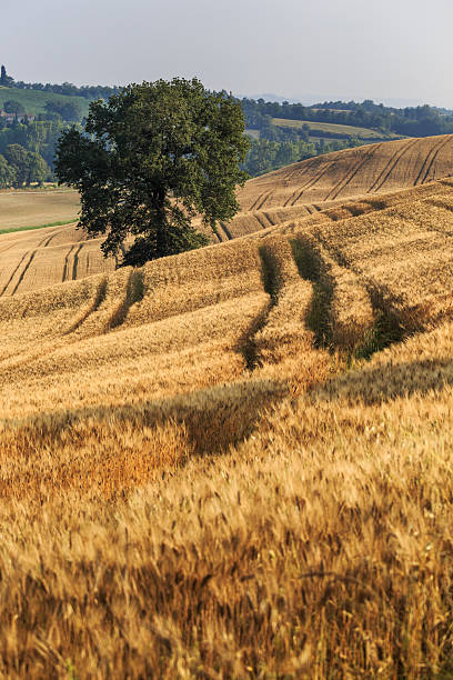 istock Country road among wheat fields in Italy. 588609356