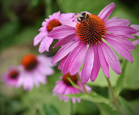 A mauve Echinacea flower being pollinated by a Bumblebee