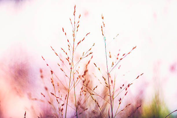 istock Beautiful switchgrass plants against warm sunlight. Panicum virgatum Shenandoah 588611098