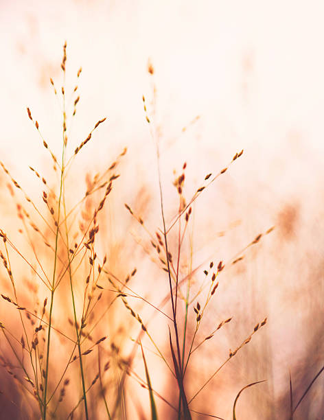 istock Beautiful switchgrass plants against warm sunlight. Panicum virgatum Shenandoah 588611108