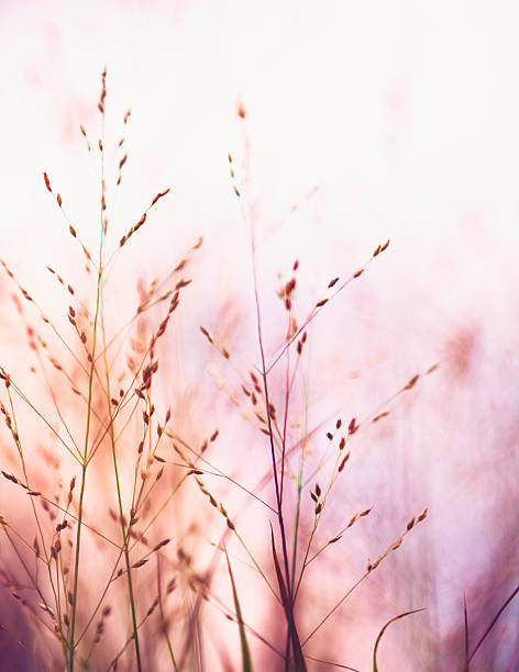 istock Beautiful switchgrass plants against warm sunlight. Panicum virgatum Shenandoah 588611122