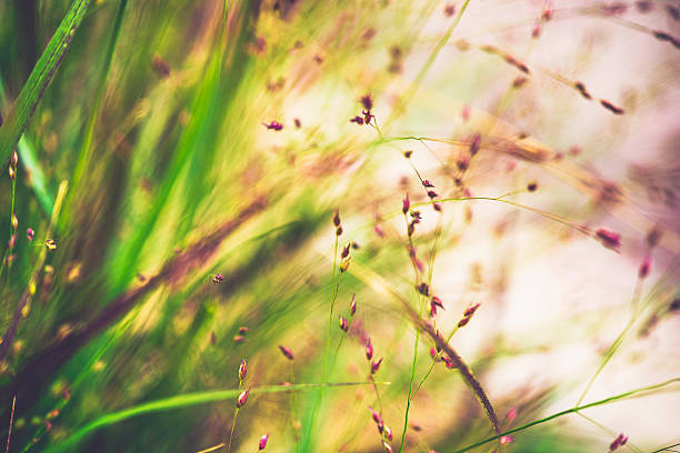 istock Beautiful switchgrass plants against warm sunlight. Panicum virgatum Shenandoah 588611156