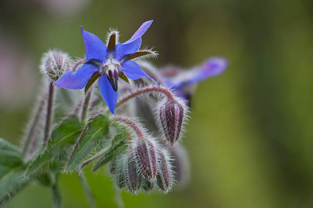 borraja  - borage fotografías e imágenes de stock