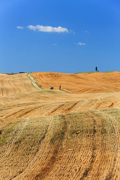 istock Field after harvest in Italy. 588611742