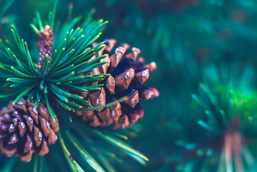 Christmas pine tree with pine cones and copy space