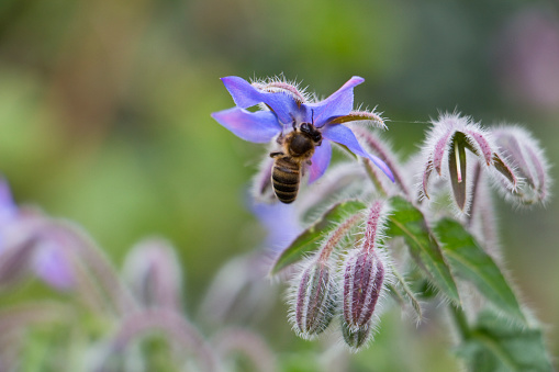 Borage flower Borago officinalis with a pollinating honey bee. Also known as starflower
