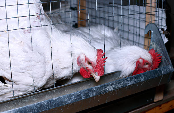 istock Broiler chickens eating combined feed in the cage 588612450