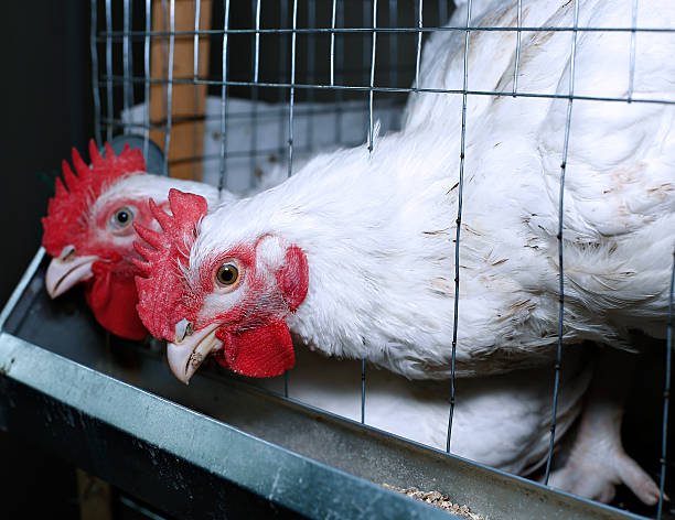 istock Broiler chickens eating combined feed in the cage 588612480