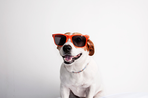 Shot of a Jack Russell Terrier dog with wayfarers glasses