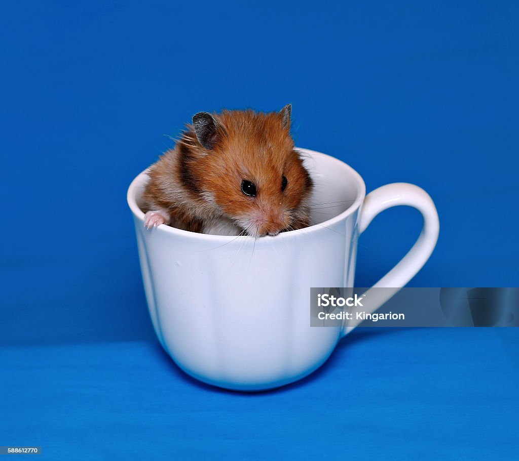 Hamster Nâu Dễ Thương Sợ Hãi Trong Một Chiếc Cốc Sứ Trắng Hình ảnh ...