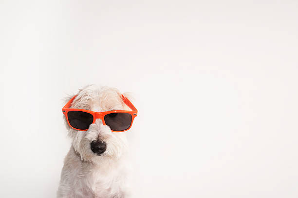 tiro de um cão jack russell terrier com óculos wayfarers - wayfarers - fotografias e filmes do acervo