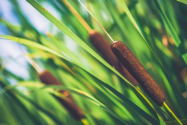 Bulrush plants also known as cattails, growing in wetlands