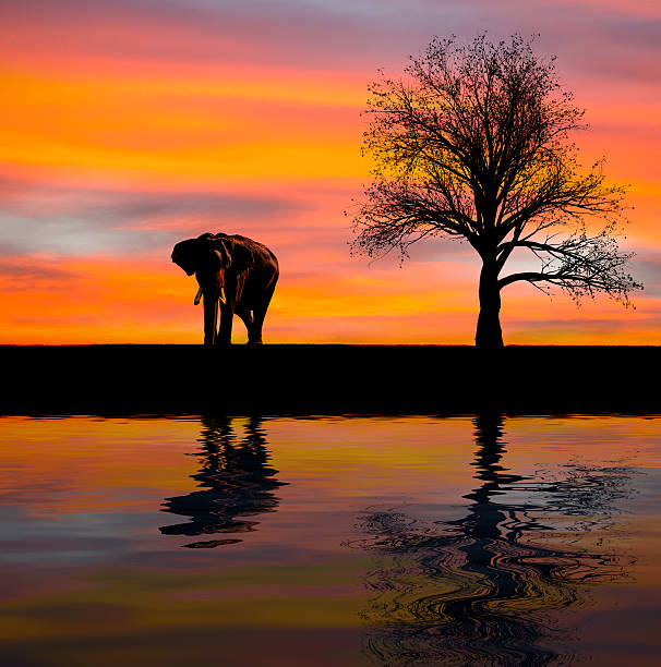 Elephant silhouette in the wild stock photo
