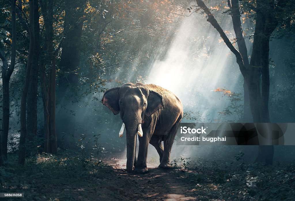 Elefantes en el bosque - Foto de stock de Elefante libre de derechos