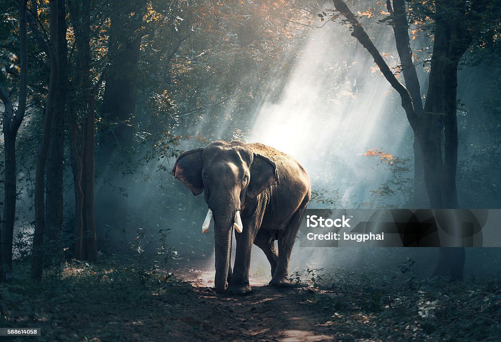 Elefantes na floresta - Foto de stock de Elefante royalty-free