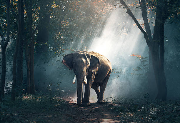 elefantes na floresta - elefante asiático - fotografias e filmes do acervo
