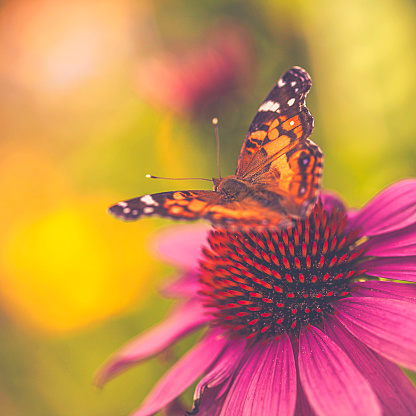Beautiful echinacea coneflower with butterfly and bokeh