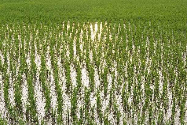 istock sapling rice, rice field in rural, thailand. 588614556