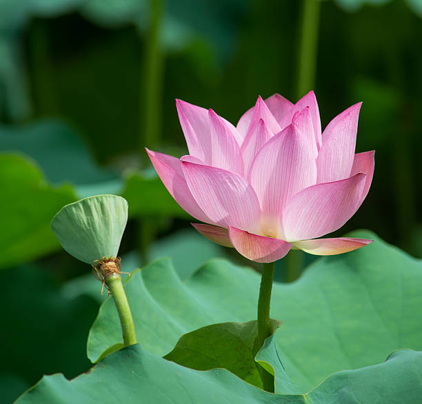 istock blooming lotus flower 588614752