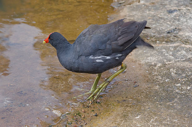 istock Common gallinule or Gallinula galeata 588615092