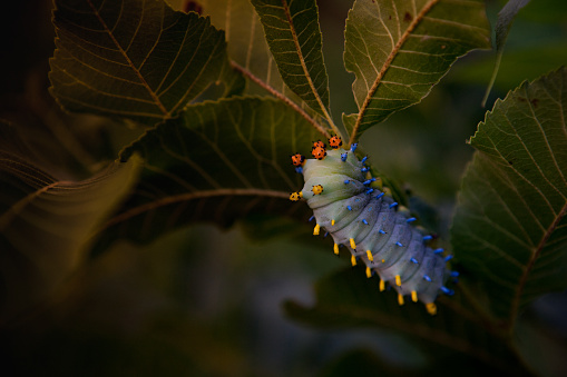 Hyalophora cecropia on a dog wood