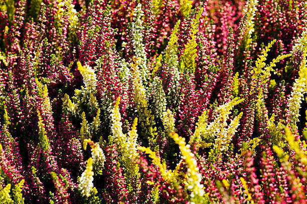 istock flowers in the meadow 588615212
