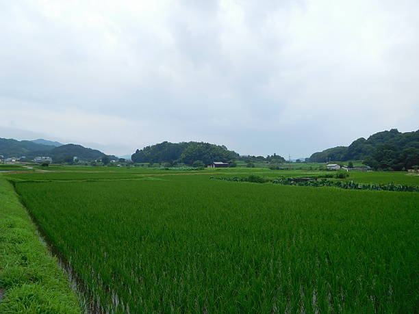 istock The view of paddy fields in Japan 588615360