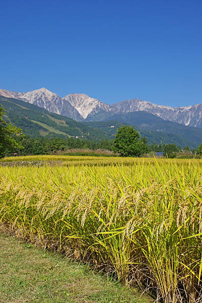 istock Autumn rice field and Northern Alps 588615524