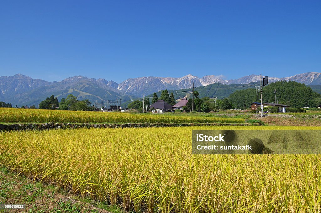 Campo de arroz de otoño y Alpes del Norte - Foto de stock de Agricultura libre de derechos