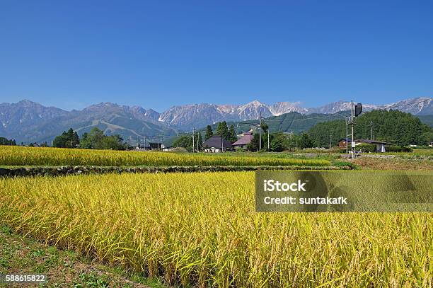 Campo De Arroz De Otoño Y Alpes Del Norte Foto de stock y más banco de imágenes de Agricultura - Agricultura, Aire libre, Alpes japoneses