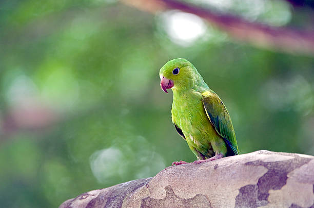 istock Plain parakeet or Brotogeris tirica 588616346