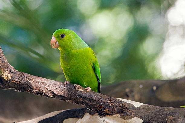 istock Plain parakeet or Brotogeris tirica 588616368