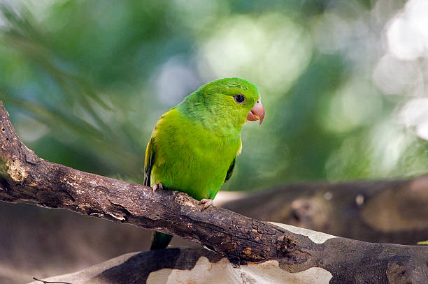 istock Plain parakeet or Brotogeris tirica 588616380