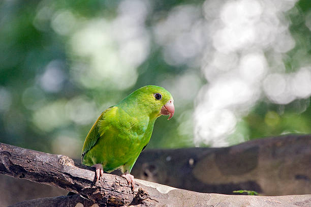 istock Plain parakeet or Brotogeris tirica 588616404