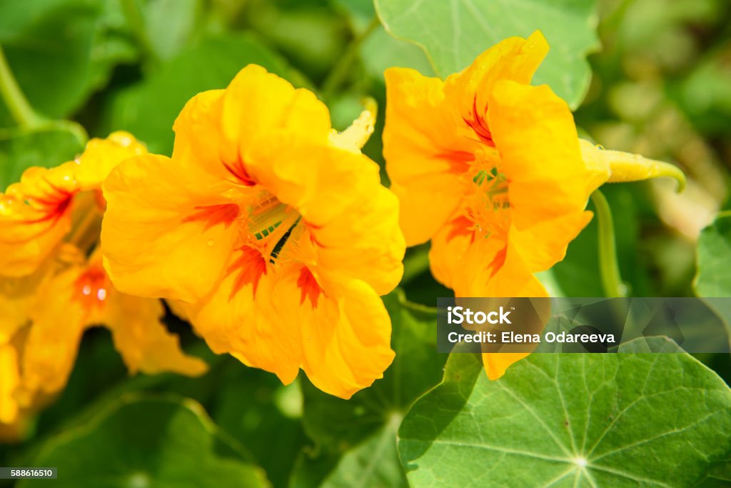 Orange Nasturtium flower Orange Nasturtium flower in the garden. Tropaeolum majus Backgrounds Stock Photo