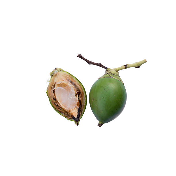 istock betel nuts isolated on white background 588616644