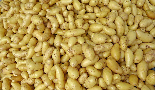 organic fingerling potatoes at farm market - fingerling imagens e fotografias de stock