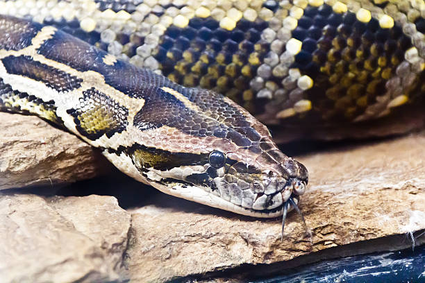 1,300+ Regius Python Stock Photos and Royalty-Free Pictures - iStock