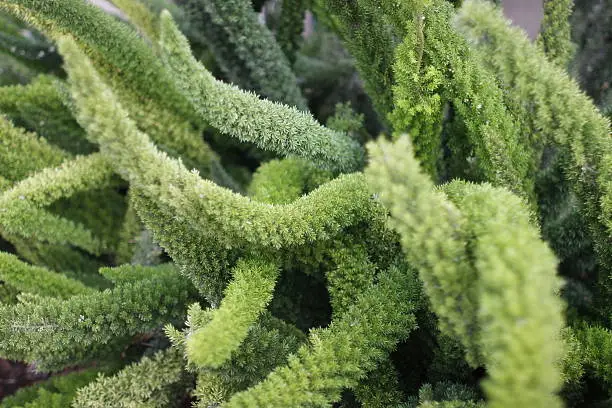 Close up image of a foxtail fern, Salinas, California	